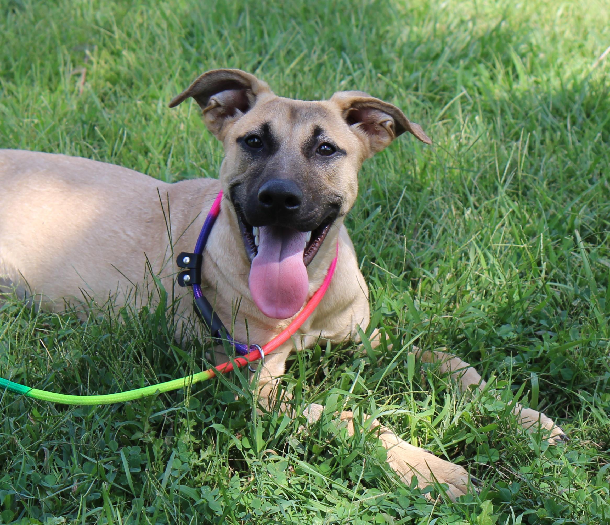 LaRaine, Adoptable, Puppy Female Black Mouth Cur & Mixed Breed.