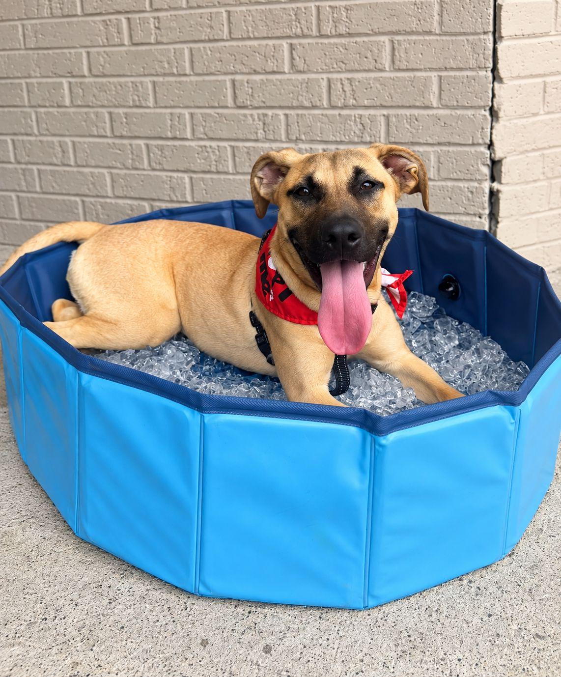Enlarge LaRaine, a Adoptable mixed breed in Plain City, OH image 2/5