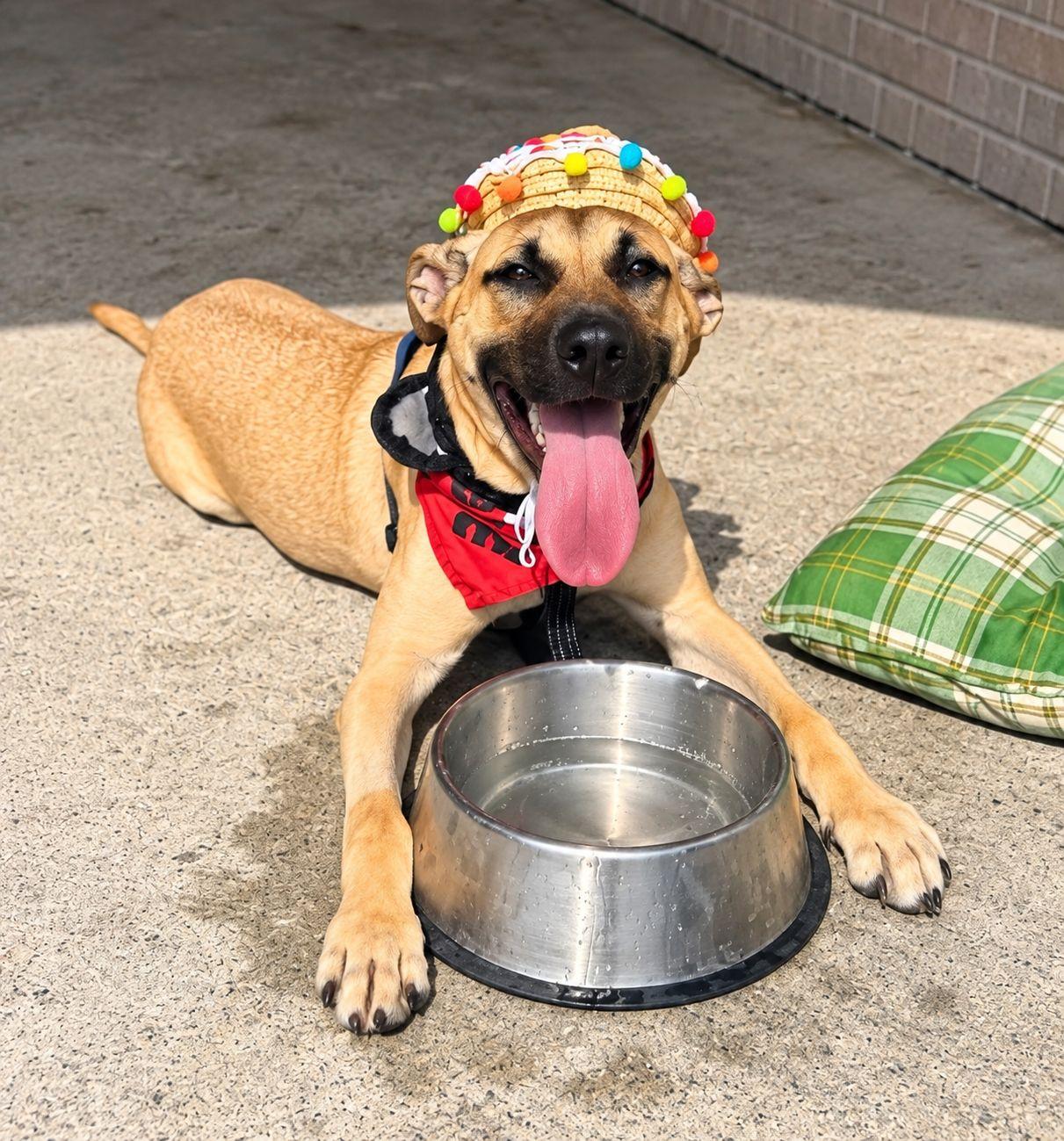 Enlarge LaRaine, a Adoptable mixed breed in Plain City, OH image 3/5
