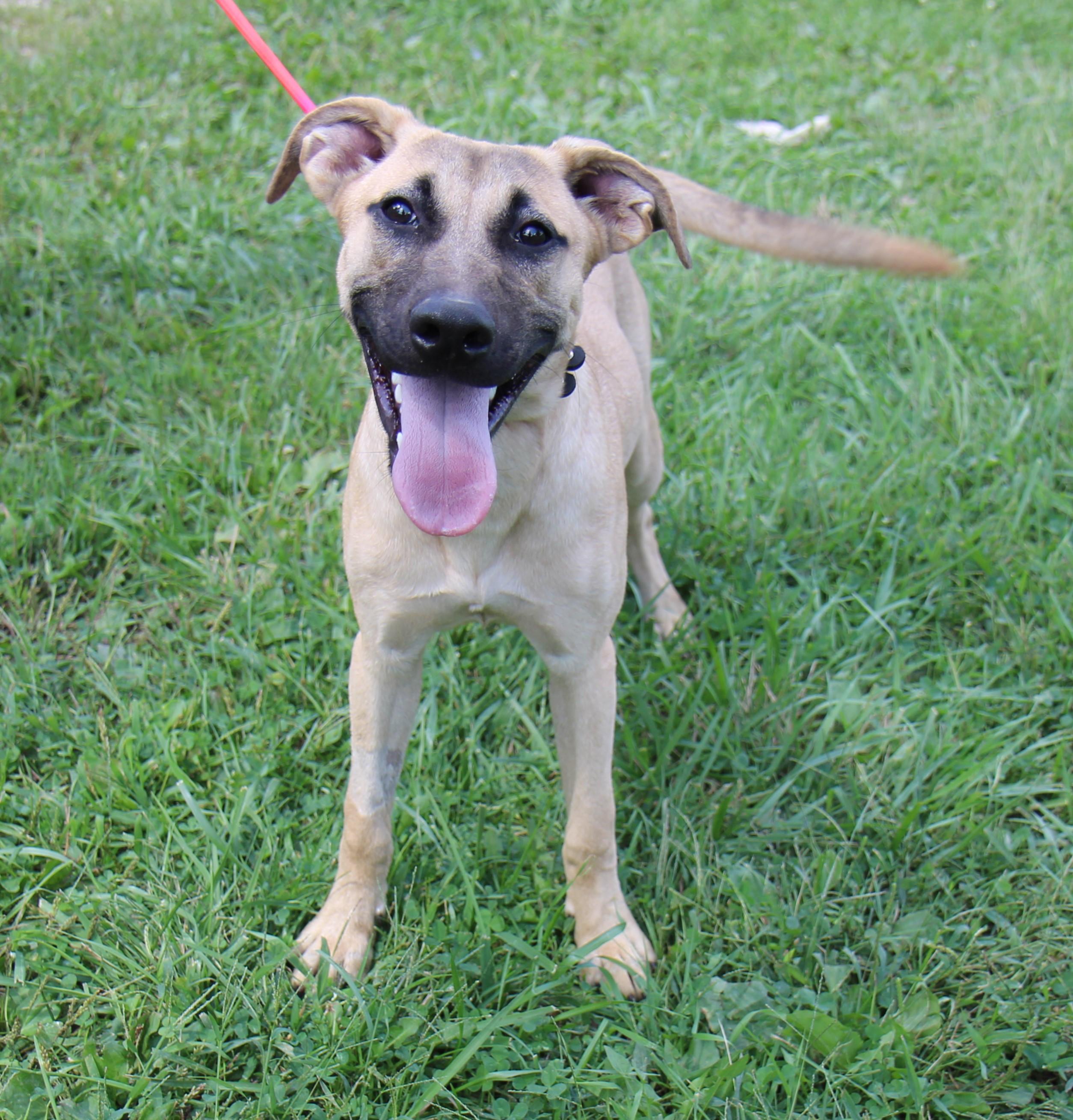 Enlarge LaRaine, a Adoptable mixed breed in Plain City, OH image 4/5
