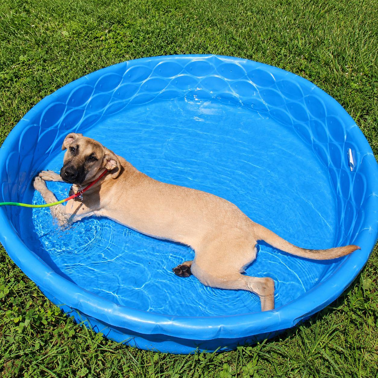 Enlarge LaRaine, a Adoptable mixed breed in Plain City, OH image 5/5
