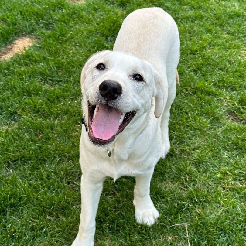 Brett, Adopted, Young Male Yellow Labrador Retriever.