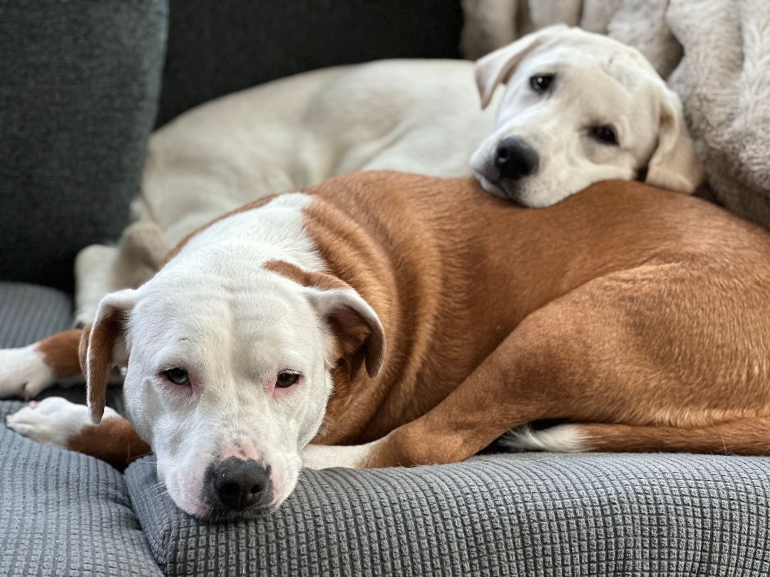 Brett, a Adopted mixed breed in Berkeley Heights, NJ image 2/6