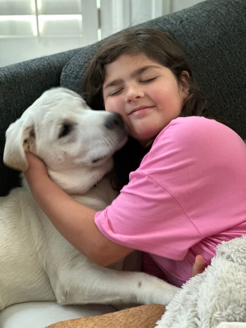 Brett, a Adopted mixed breed in Berkeley Heights, NJ image 3/6