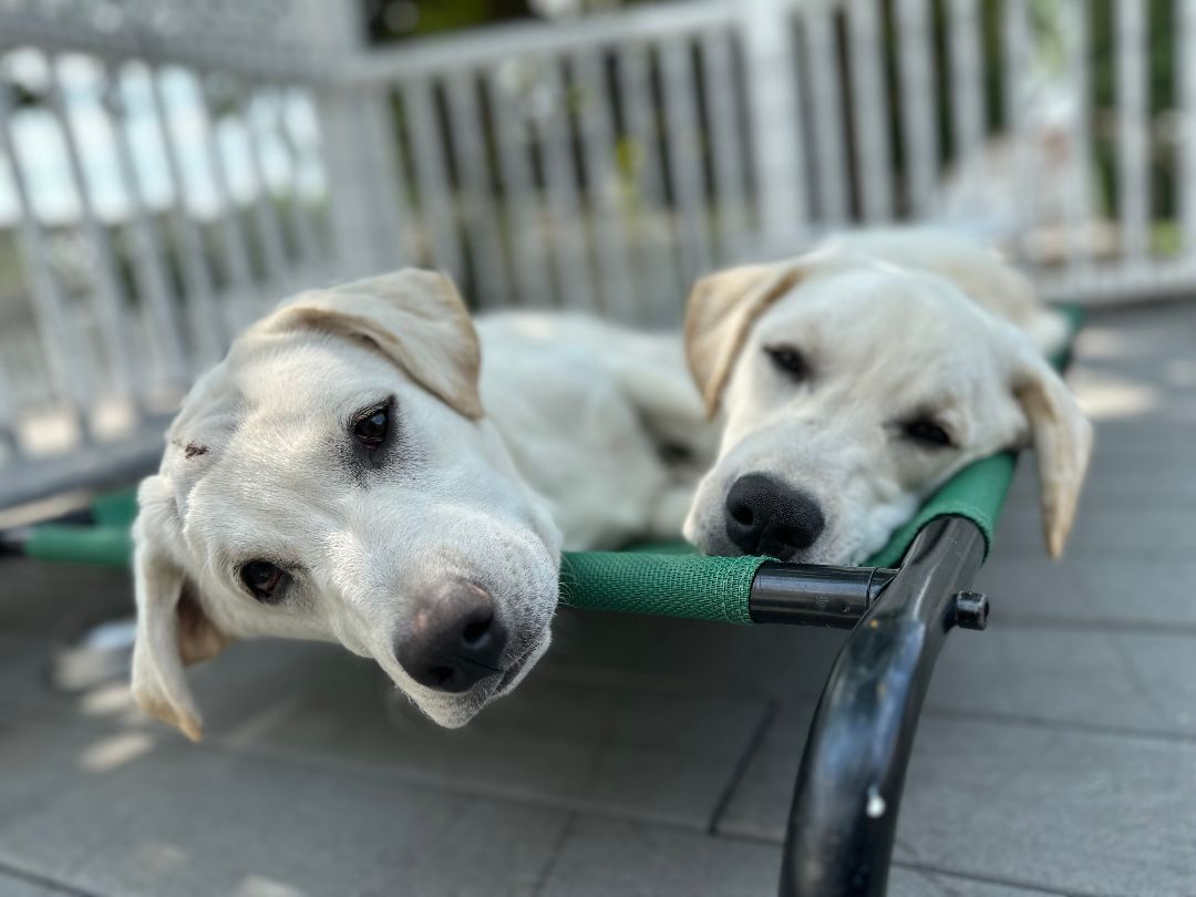 Brett, a Adopted mixed breed in Berkeley Heights, NJ image 4/6