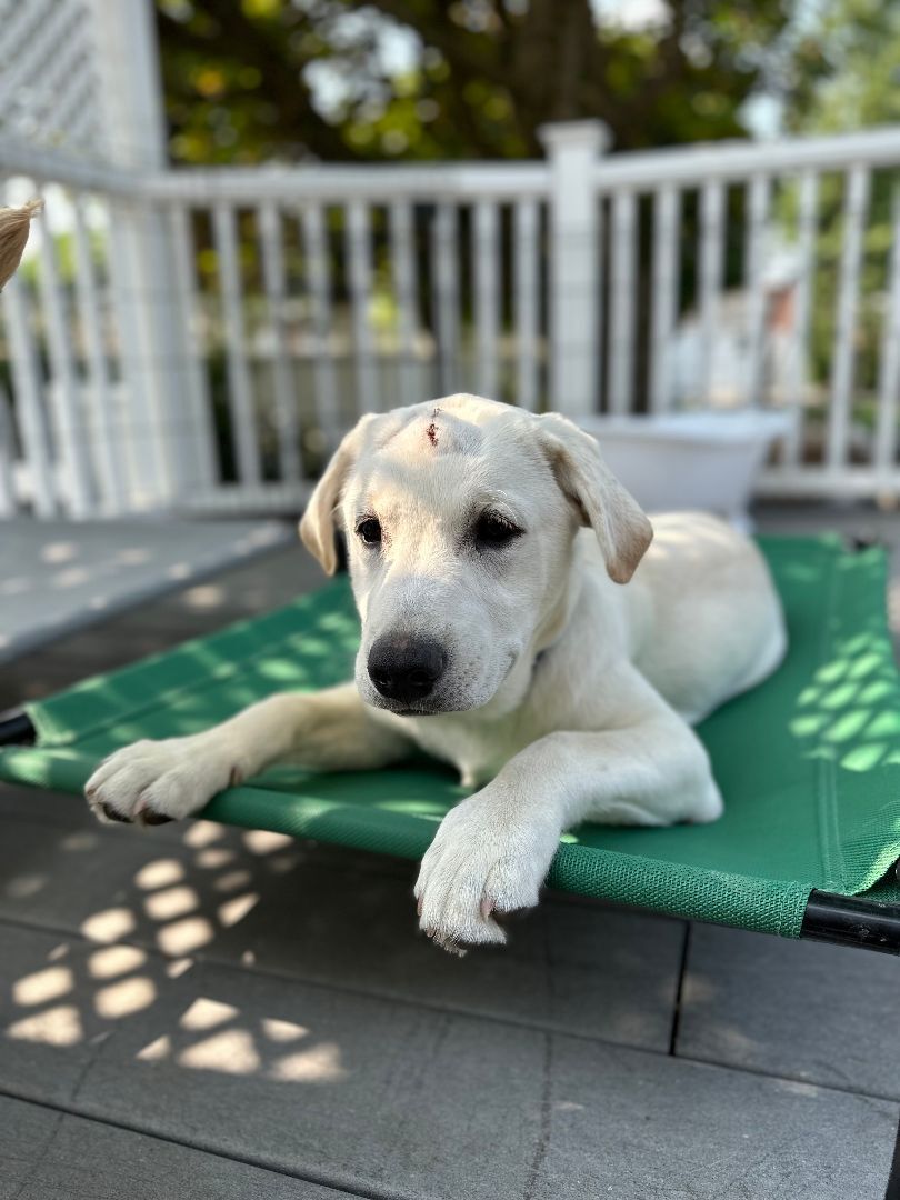 Brett, a Adopted mixed breed in Berkeley Heights, NJ image 5/6