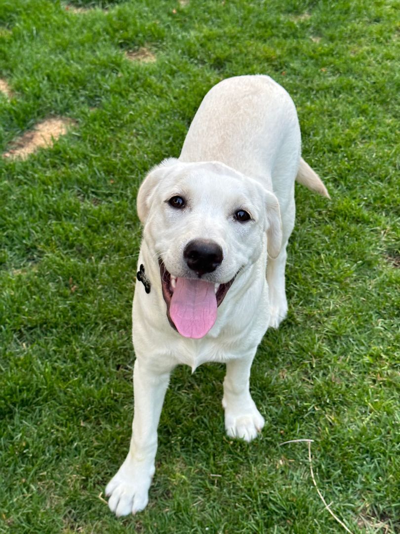 Brett, a Adopted mixed breed in Berkeley Heights, NJ image 6/6