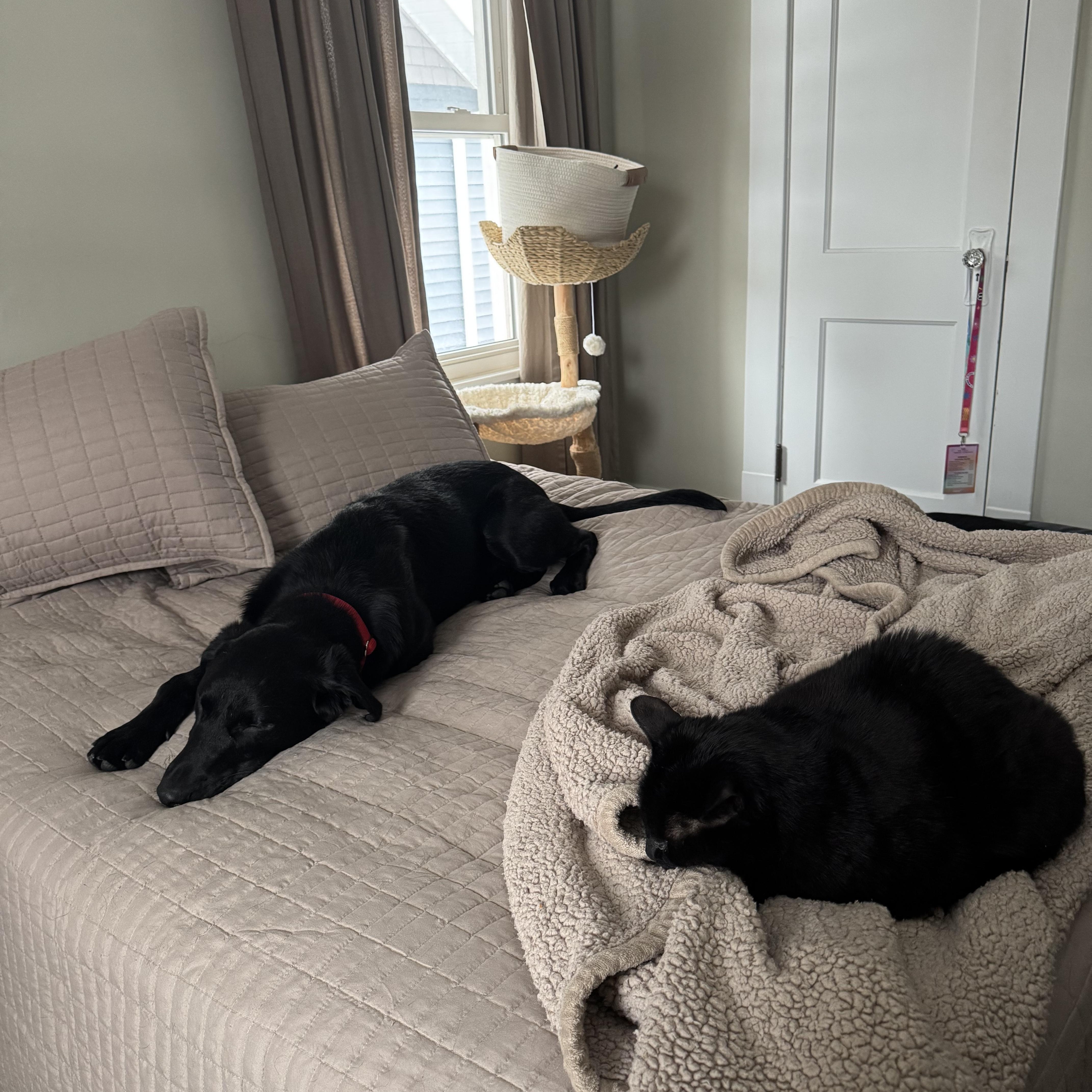 Enlarge Nash, an adoptable mixed breed in Medina, OH image 5/6