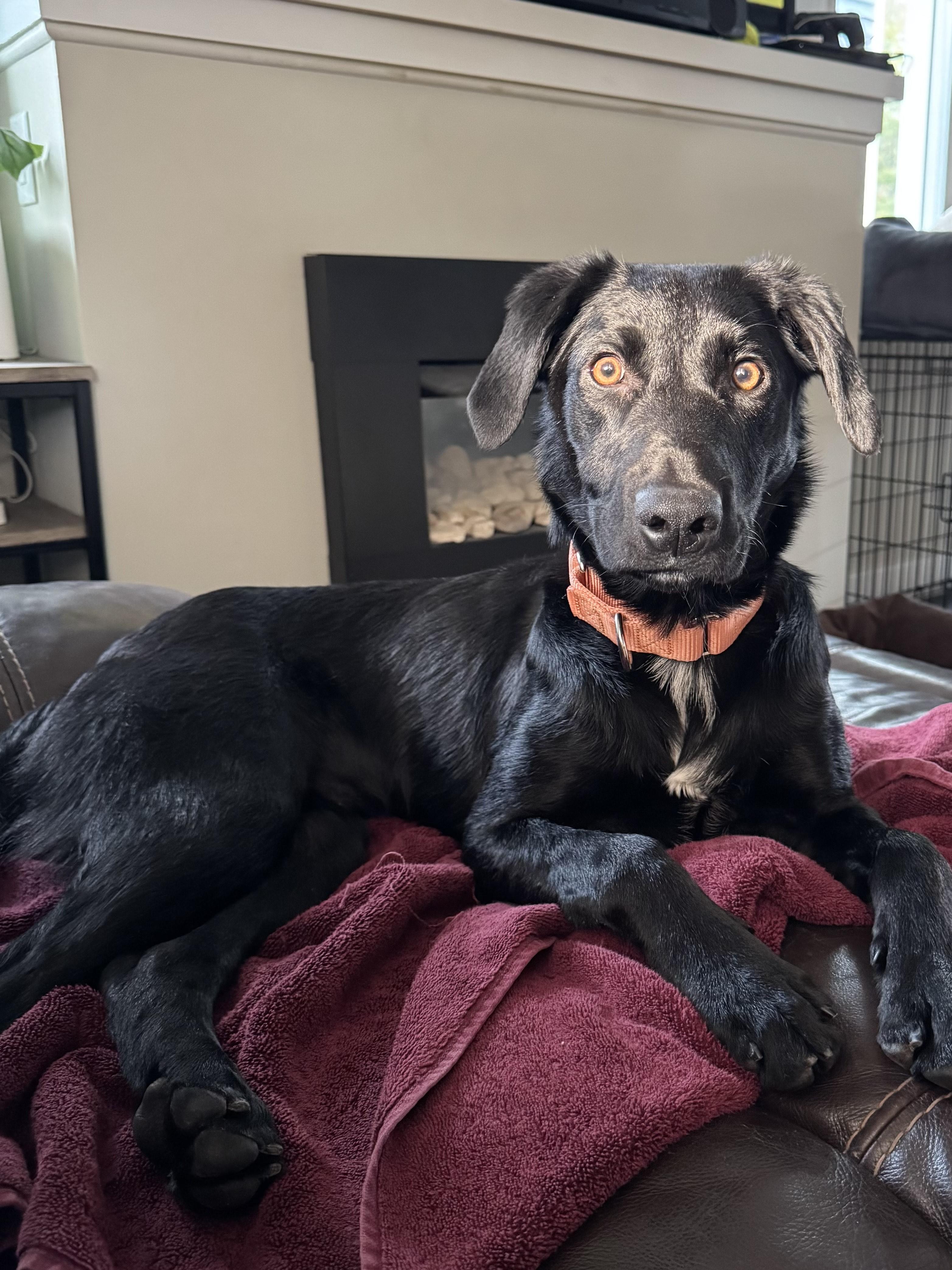 Enlarge Nash, an adoptable mixed breed in Medina, OH image 2/6