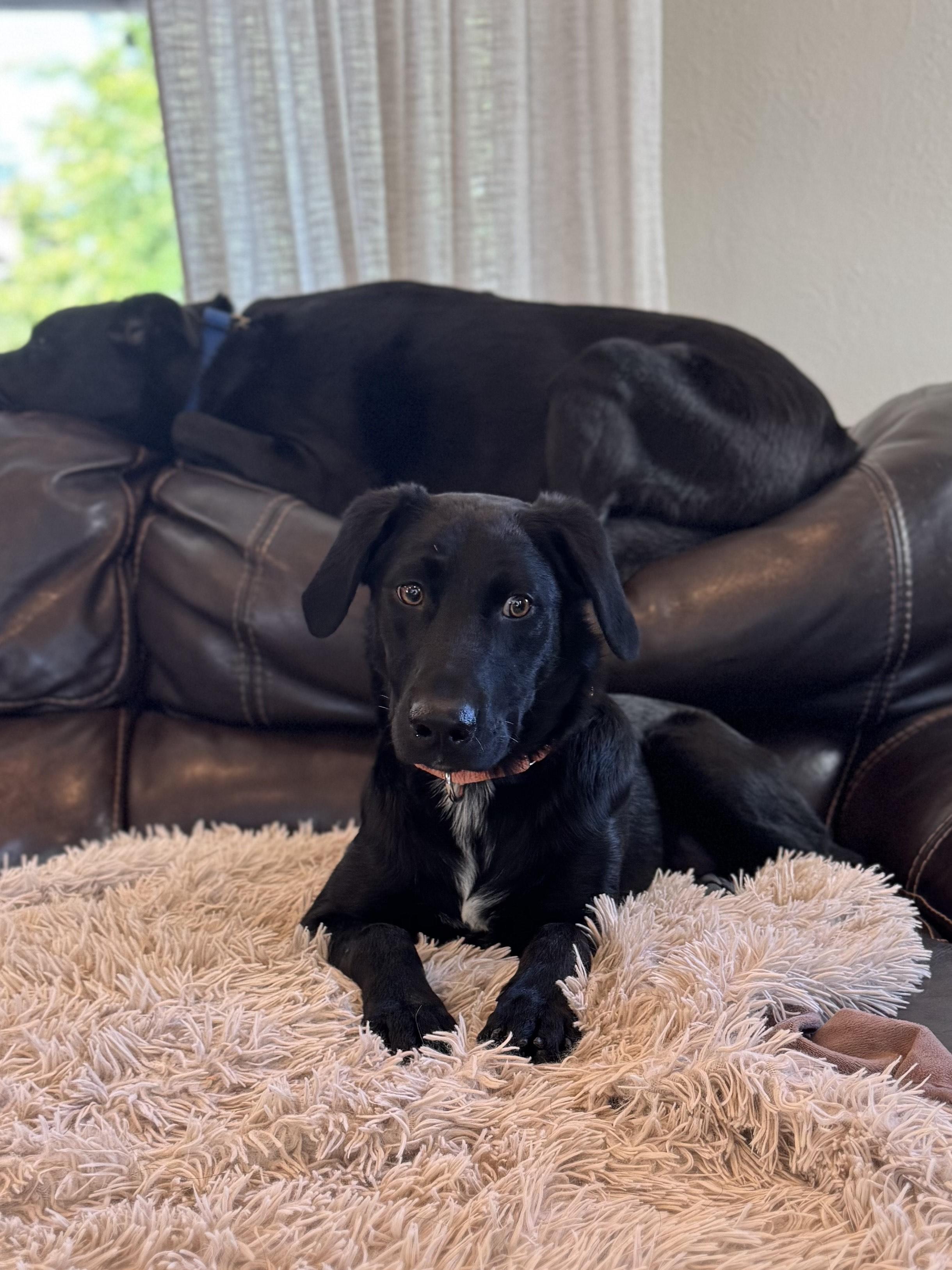 Enlarge Nash, an adoptable mixed breed in Medina, OH image 3/6