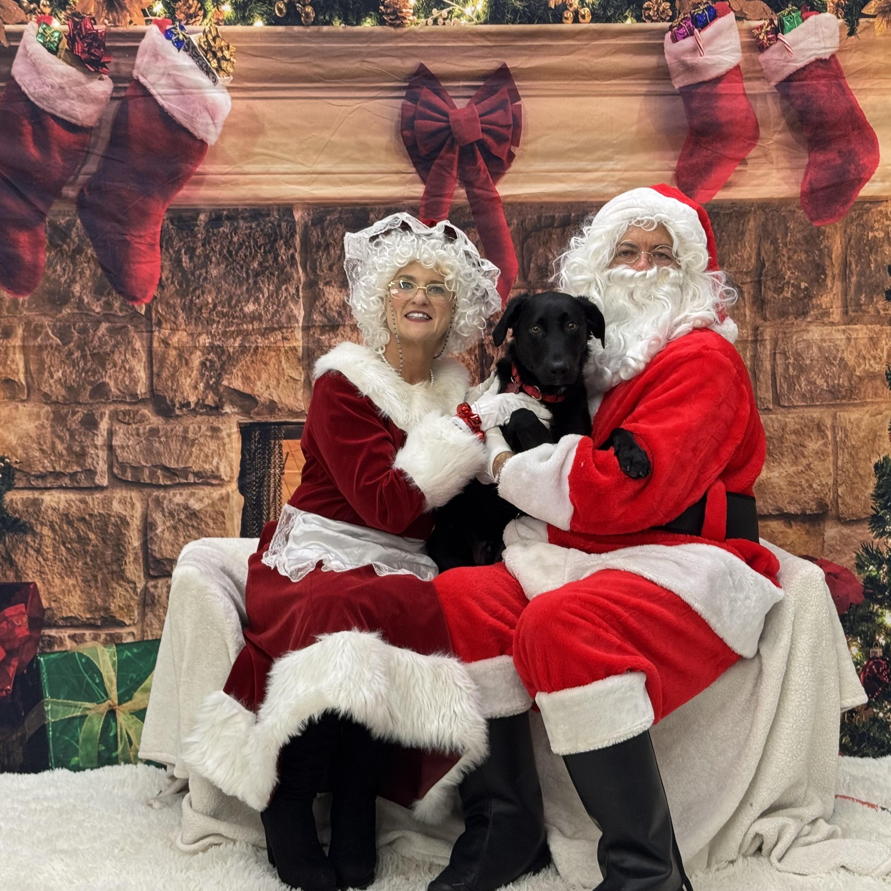 Nash, adoptable, Young Male Black Labrador Retriever.