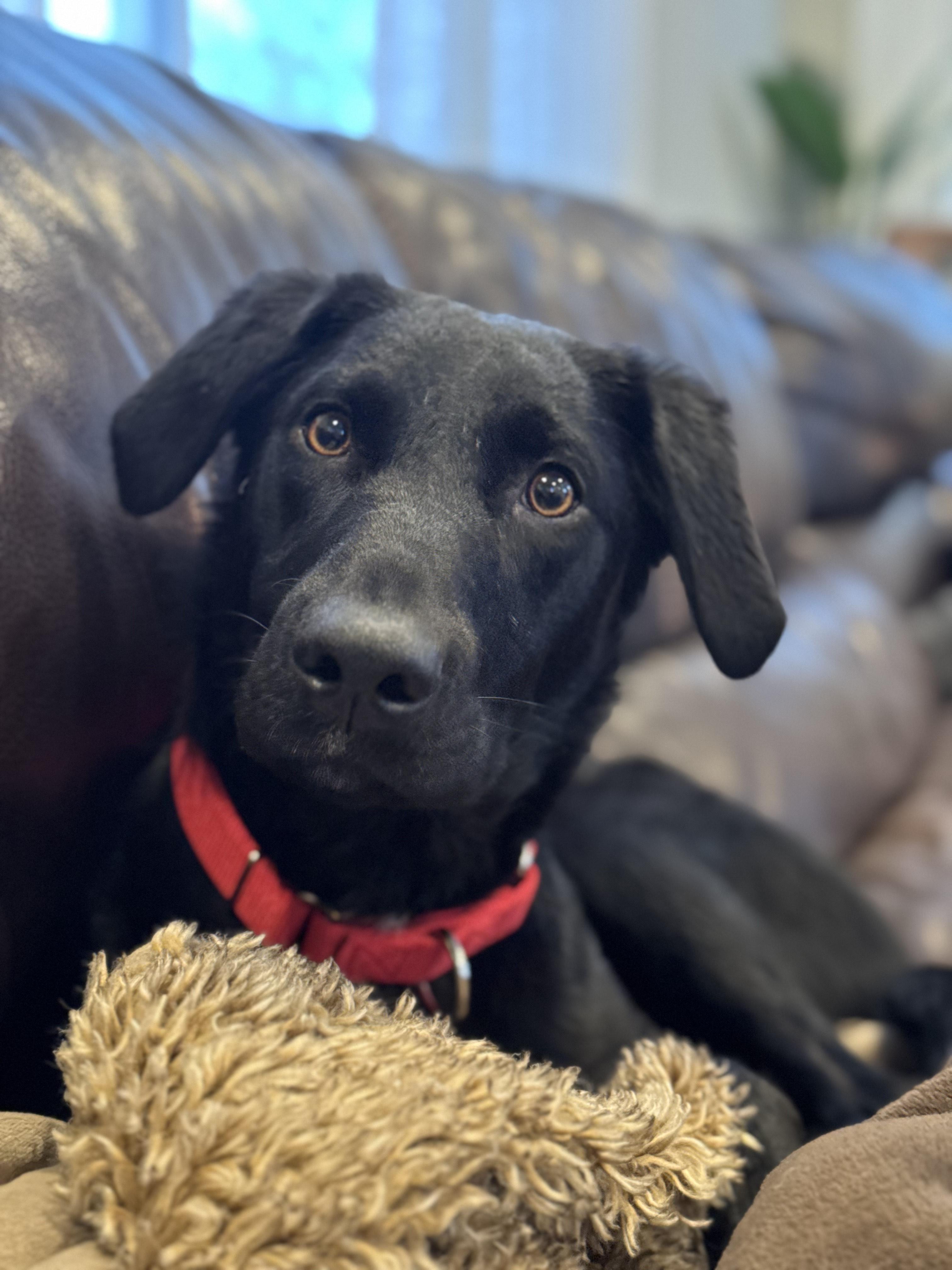 Enlarge Nash, an adoptable mixed breed in Medina, OH image 4/6