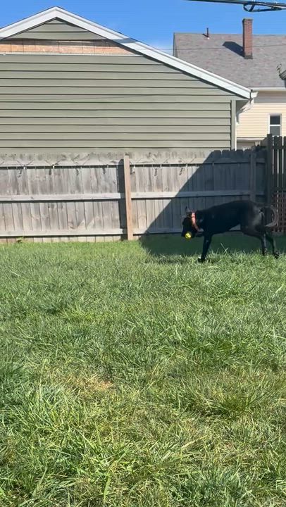 Enlarge Nash, an adoptable mixed breed in Medina, OH video 6/6