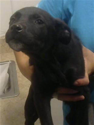 ALMA WALKER, Adoptable, Puppy Female German Shepherd Dog & Mixed Breed.