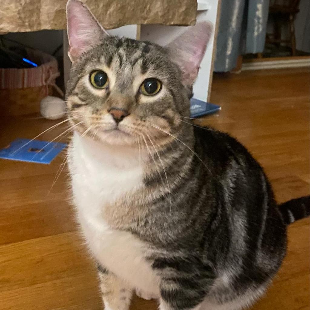 Enlarge Cotton (Chip), a Adoptable Domestic Short Hair in Baldwin, WI image 1/6