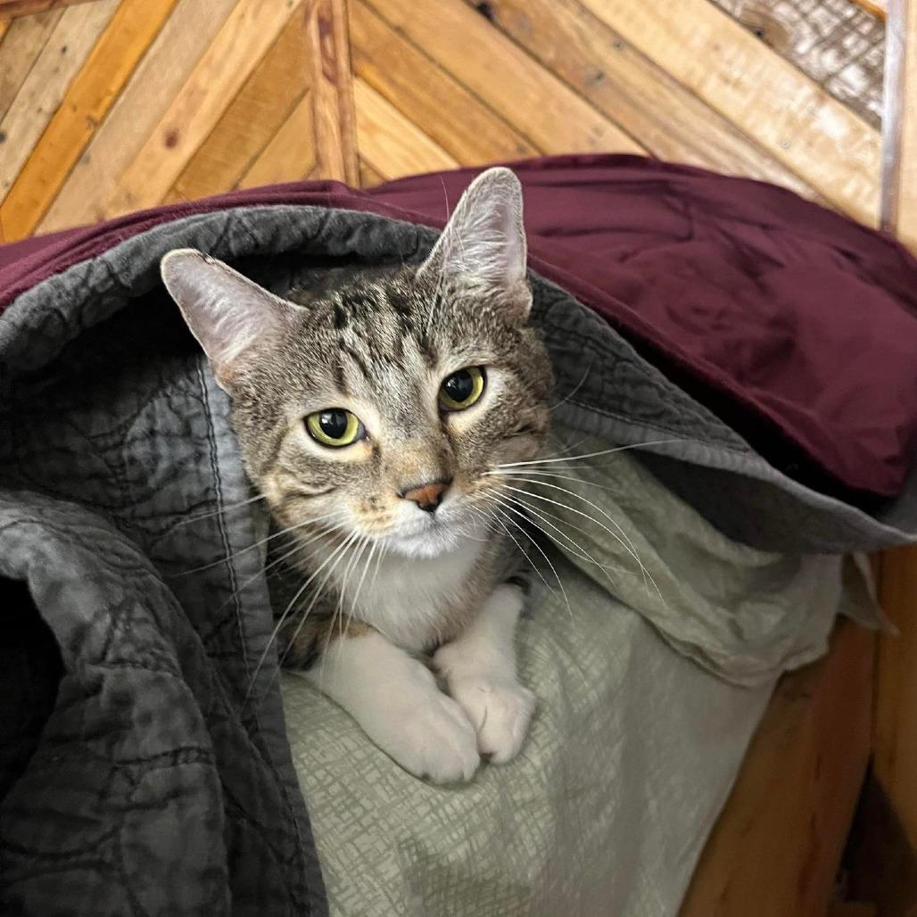 Enlarge Cotton (Chip), a Adoptable Domestic Short Hair in Baldwin, WI image 2/6