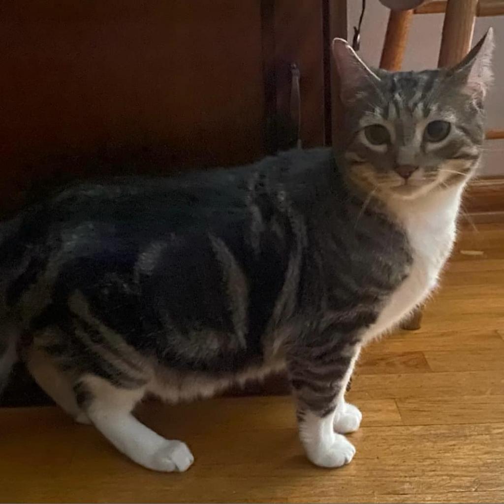 Enlarge Cotton (Chip), a Adoptable Domestic Short Hair in Baldwin, WI image 5/6