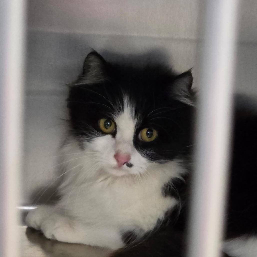 Misstash, Adoptable, Young Female Domestic Long Hair.