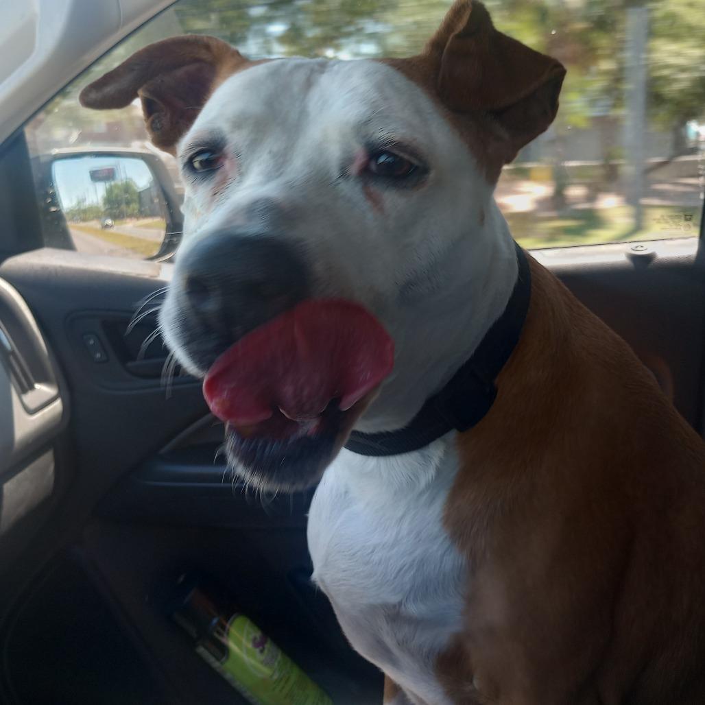 Pam, Adoptable, Senior Female Mixed Breed & Mixed Breed.