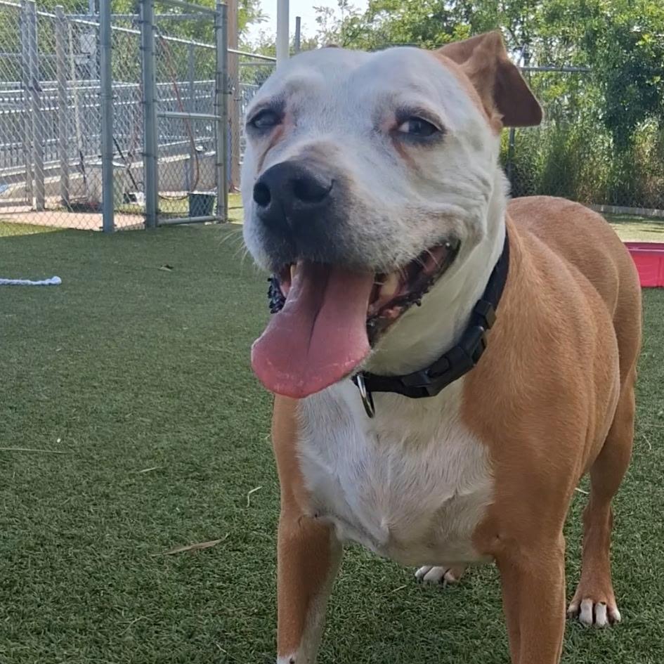 Enlarge Pam, a Adoptable mixed breed in Galveston, TX image 2/5