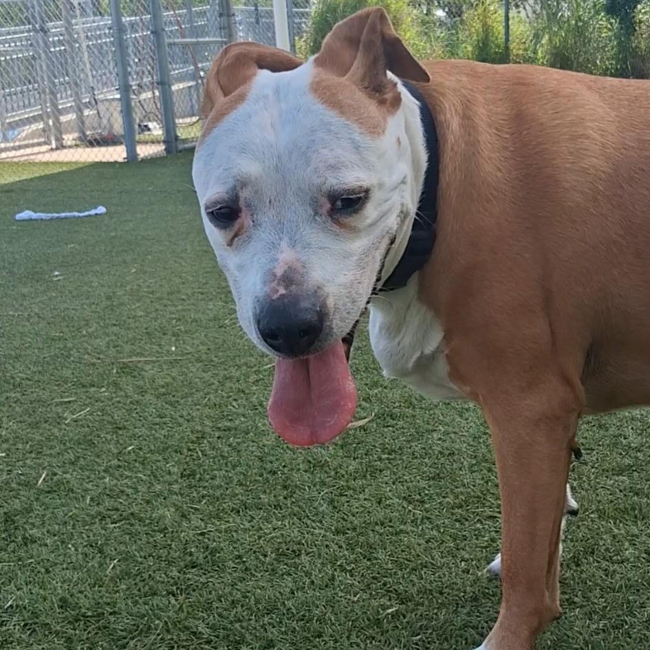 Enlarge Pam, a Adoptable mixed breed in Galveston, TX image 3/5