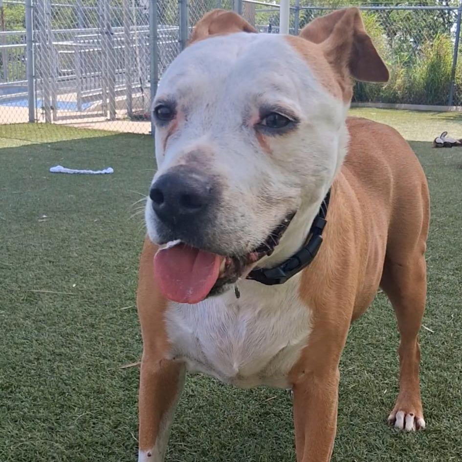 Enlarge Pam, a Adoptable mixed breed in Galveston, TX image 4/5