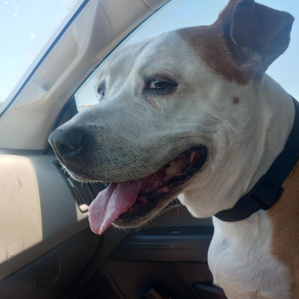 Enlarge Pam, a Adoptable mixed breed in Galveston, TX image 5/5