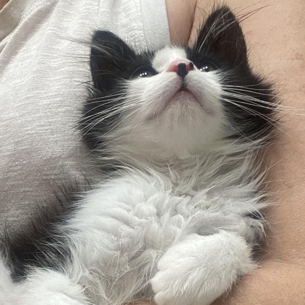 Enlarge Fluffernutter, a Adoptable Domestic Long Hair in Los Angeles, CA image 1/2