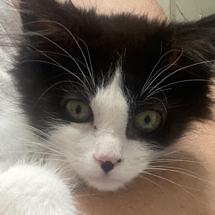 Enlarge Fluffernutter, a Adoptable Domestic Long Hair in Los Angeles, CA image 2/2