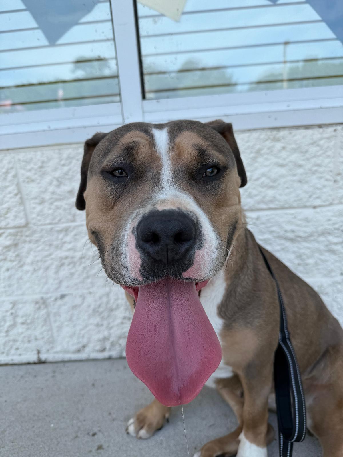 Enlarge Lady/Lola, a Adoptable mixed breed in Greenwich, CT image 2/5