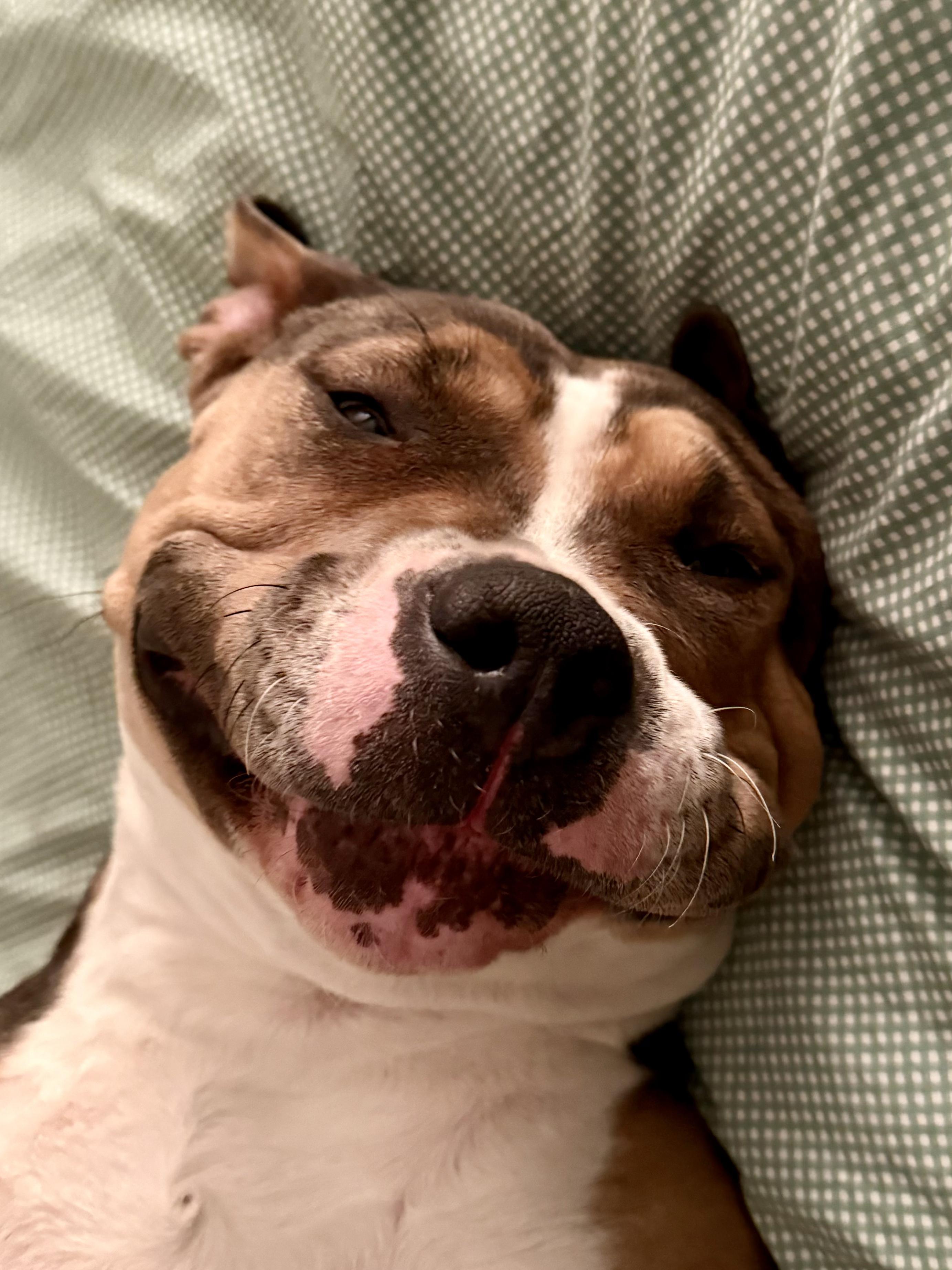 Enlarge Lady/Lola, a Adoptable mixed breed in Greenwich, CT image 3/5