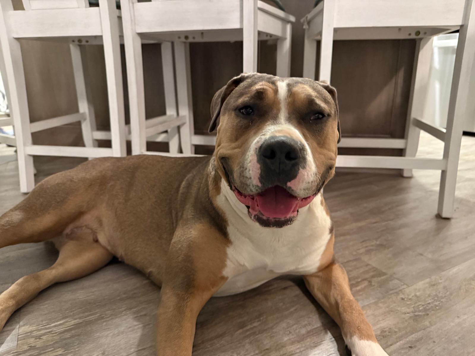 Lady/Lola, Adoptable, Adult Female American Staffordshire Terrier.