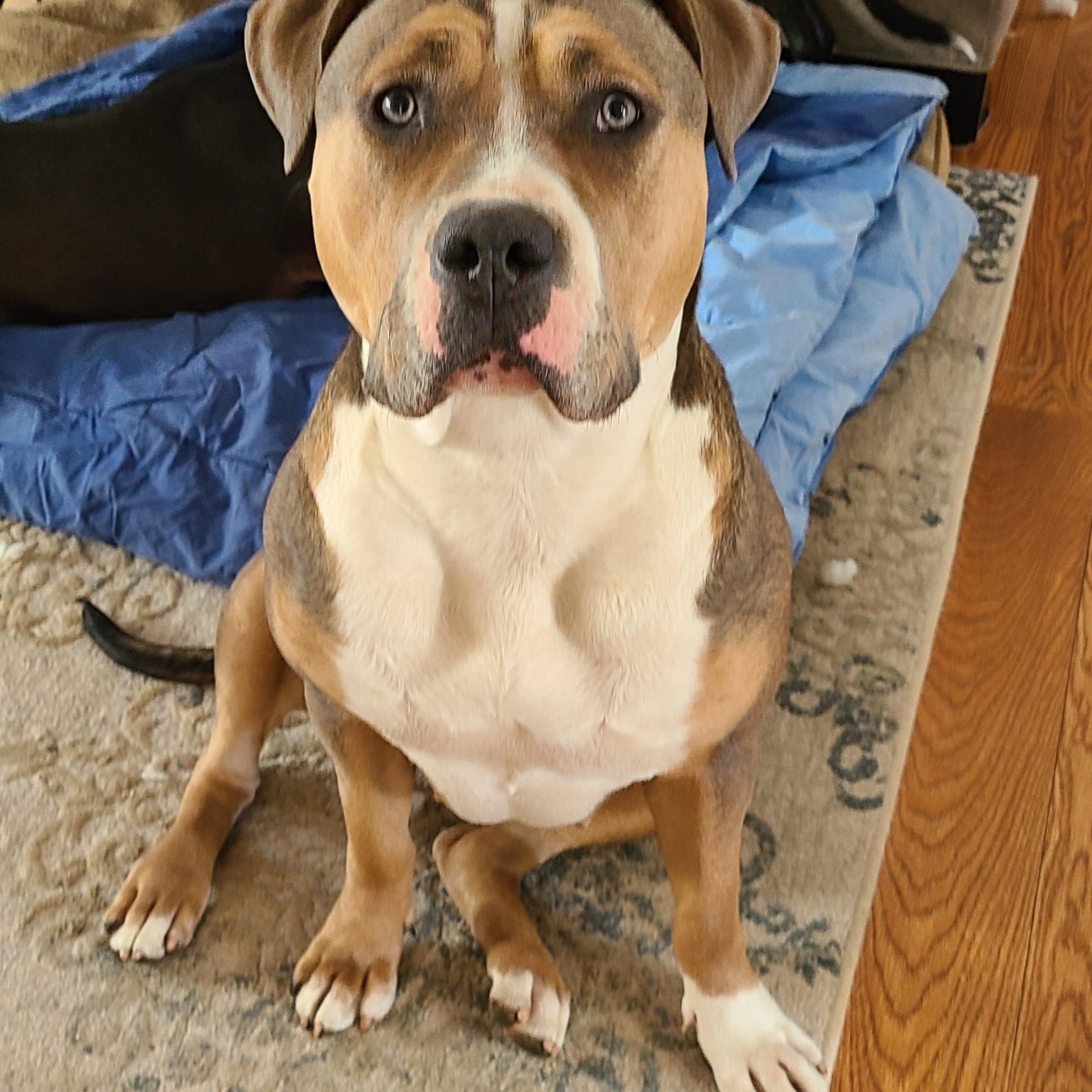 Enlarge Lady/Lola, a Adoptable mixed breed in Greenwich, CT image 4/5