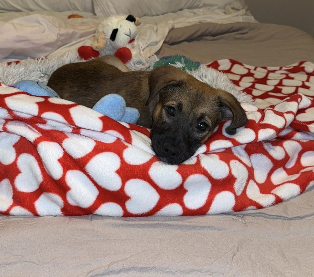 Enlarge Paulina, a Adoptable mixed breed in Commerce City, CO image 2/6