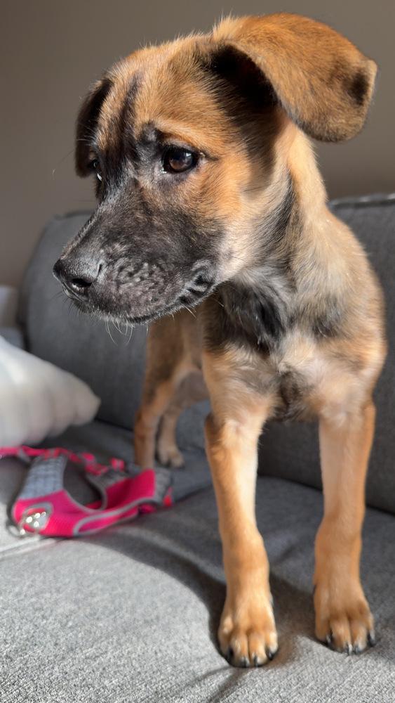Enlarge Paulina, a Adoptable mixed breed in Commerce City, CO image 6/6