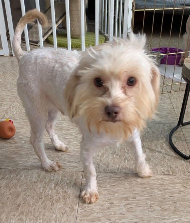 Enlarge Churchill, a Adopted mixed breed in Glendale, NY image 2/2