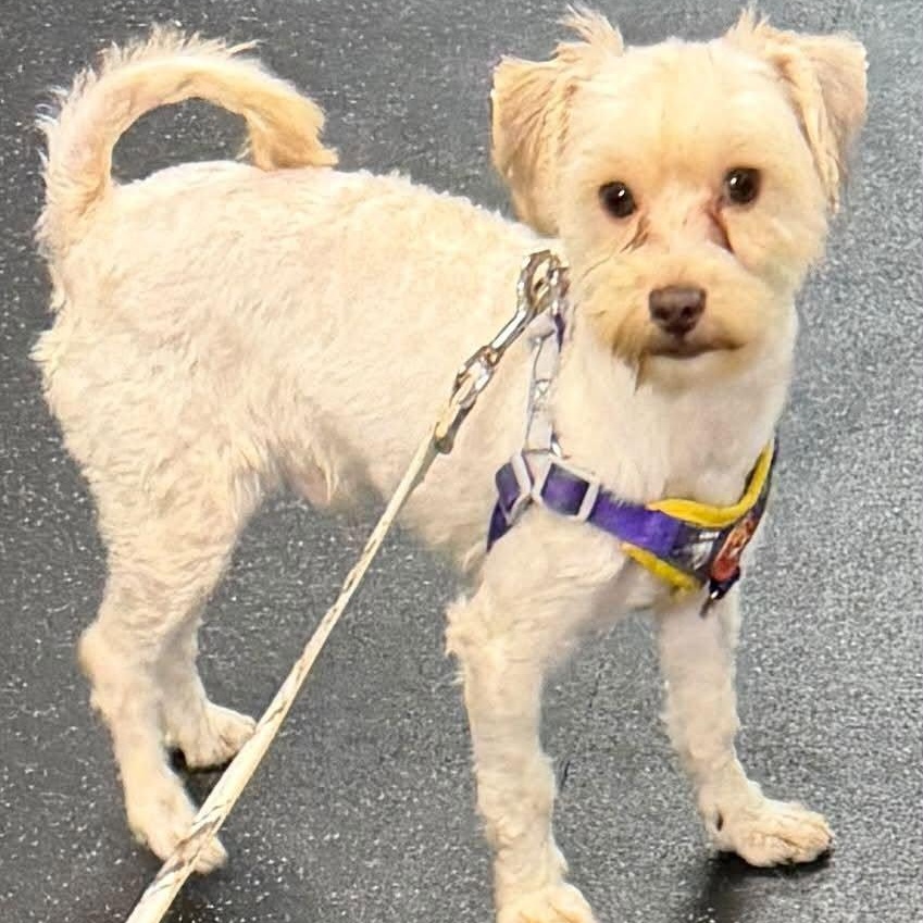 Churchill, Adopted, Puppy Male Terrier.