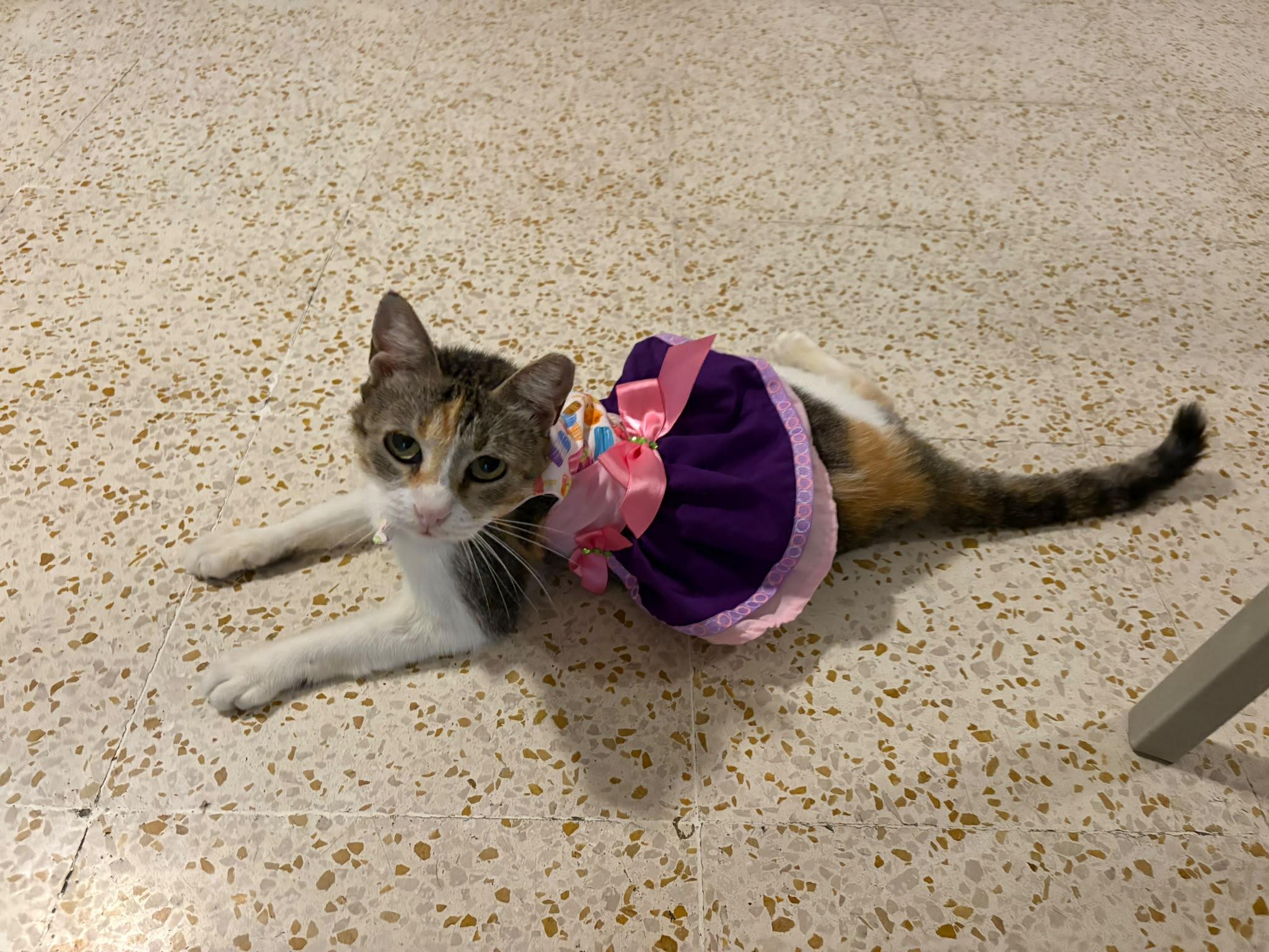 Enlarge TRUFFLE, a Adoptable mixed breed in New York, NY image 6/6