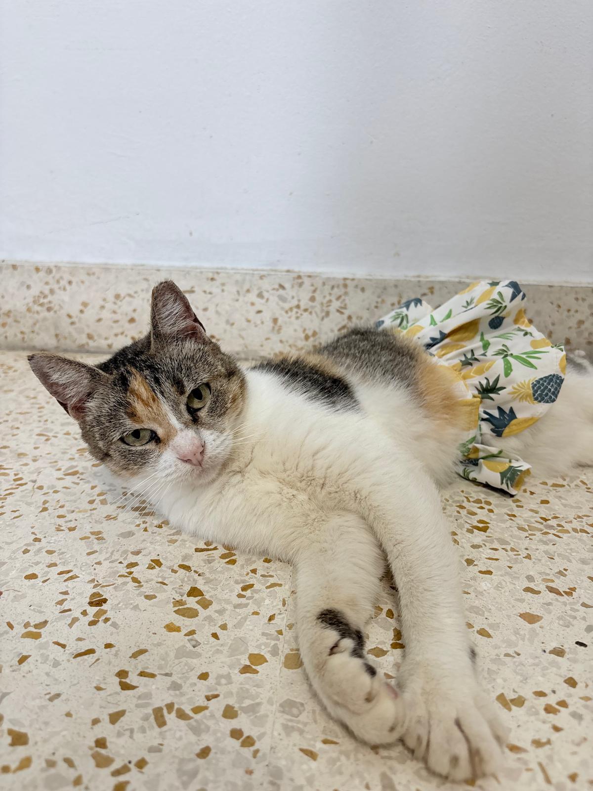 Enlarge TRUFFLE, a Adoptable mixed breed in New York, NY image 5/6