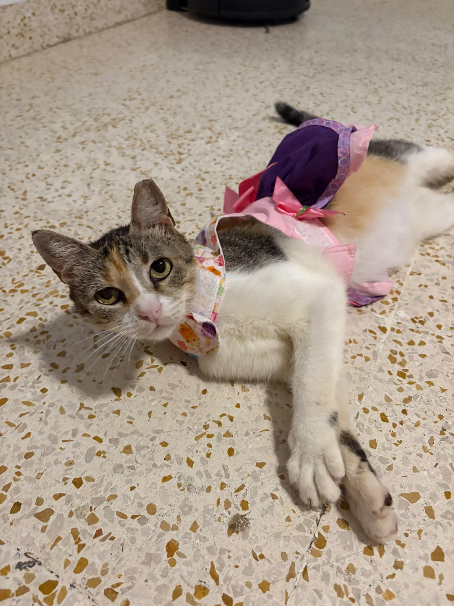 TRUFFLE, Adoptable, Adult Female Calico & Ragdoll.