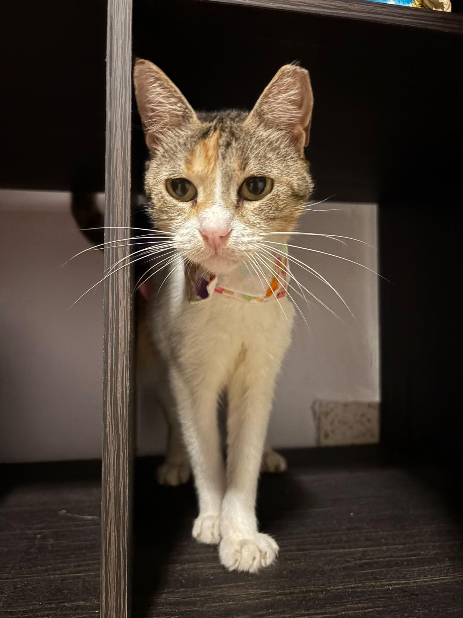 Enlarge TRUFFLE, a Adoptable mixed breed in New York, NY image 2/6