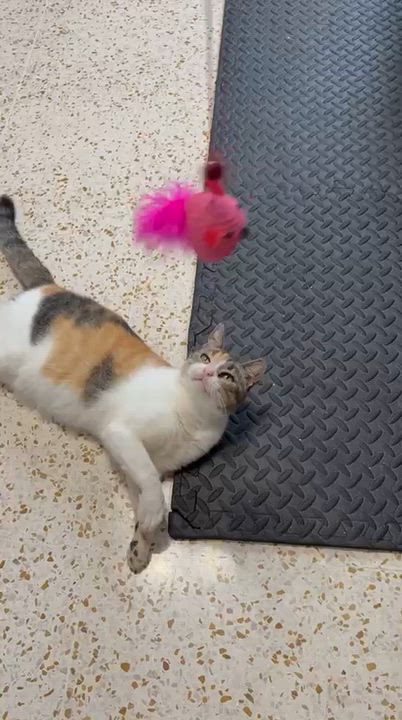 Enlarge TRUFFLE, a Adoptable mixed breed in New York, NY video 4/6