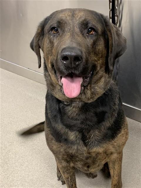 Enlarge SHADOW, a Adoptable mixed breed in Fairbanks, AK image 1/1