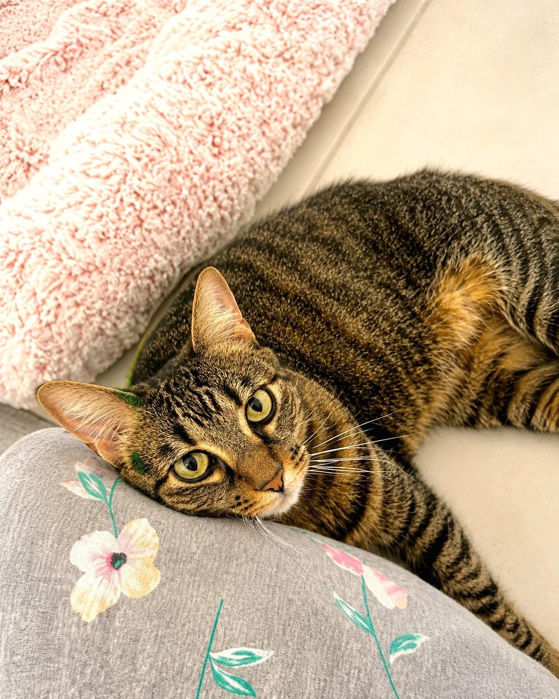 Cai, Adoptable, Adult Female Domestic Short Hair.