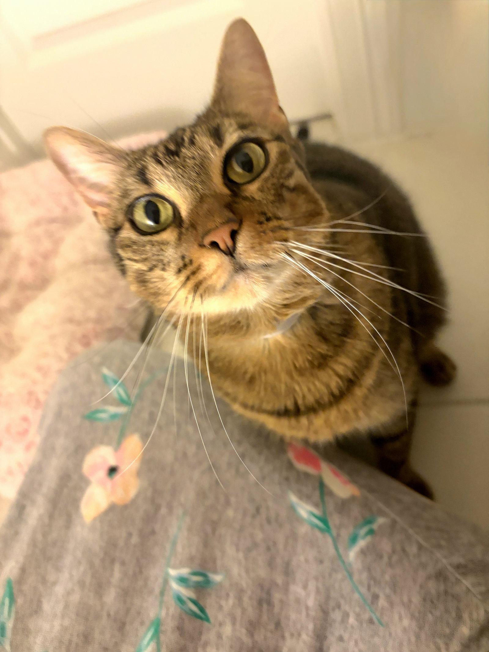 Enlarge Cai, a Adoptable Domestic Short Hair in Rosenberg, TX image 2/3