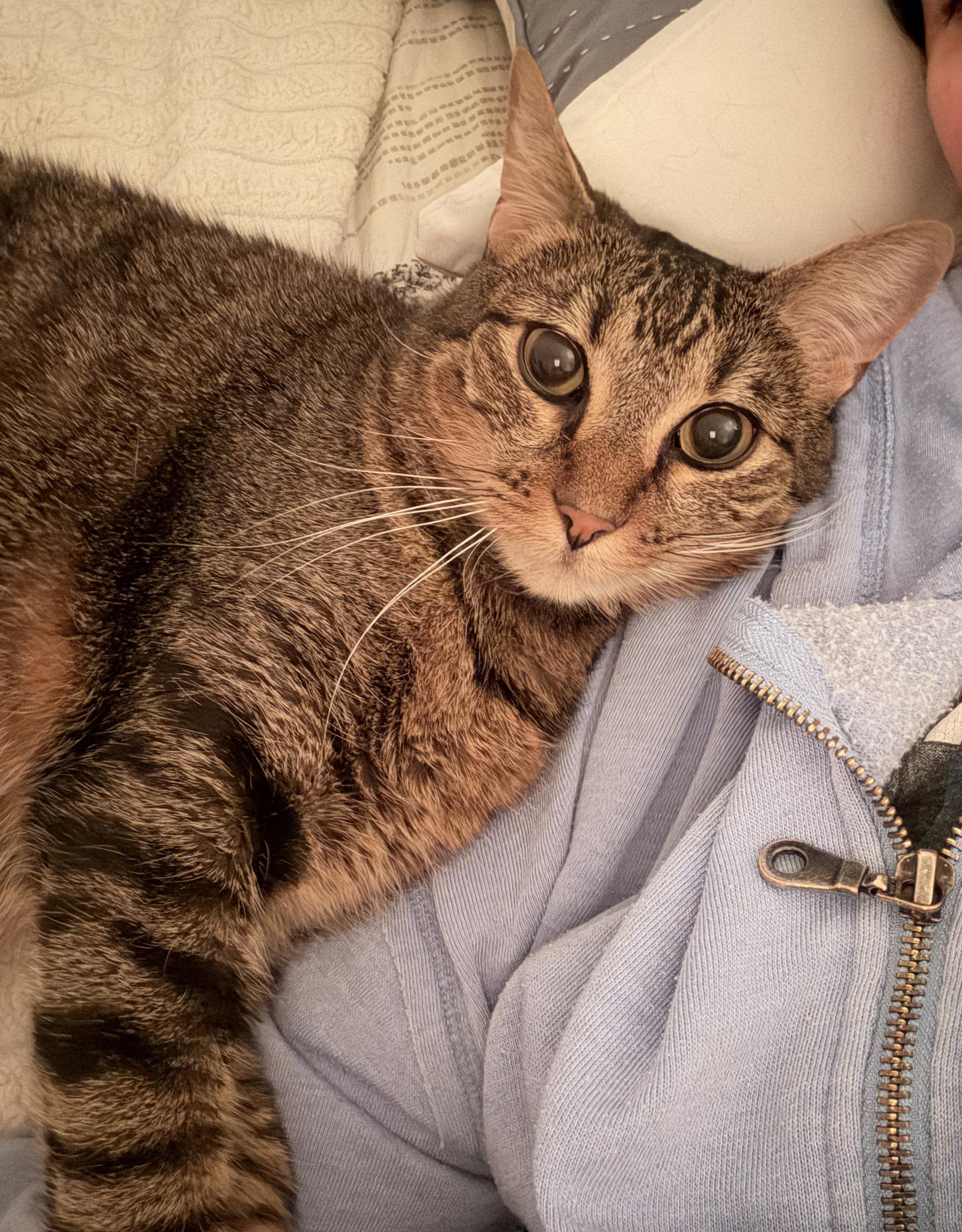 Enlarge Cai, a Adoptable Domestic Short Hair in Rosenberg, TX image 3/3