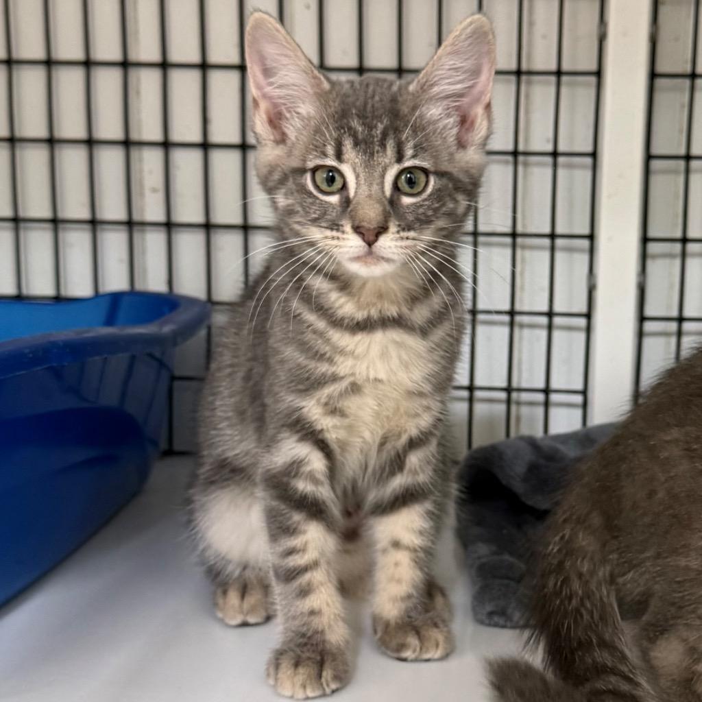 Princess, Adoptable, Kitten Female Domestic Short Hair.
