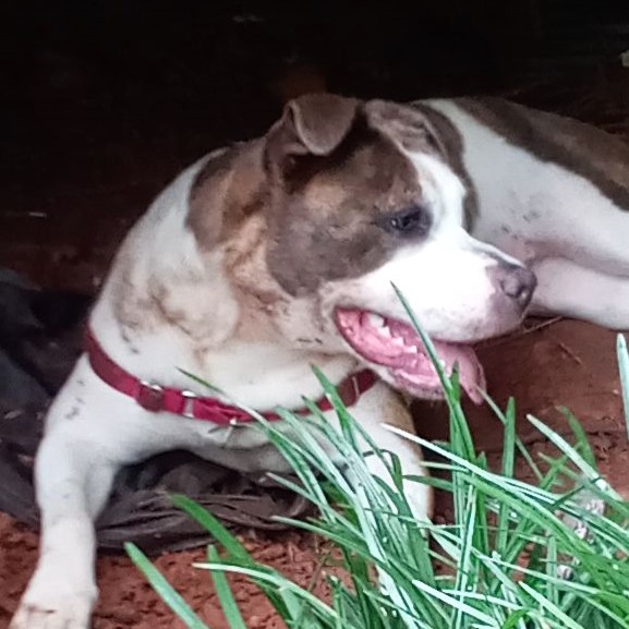 Rainy, a Adoptable mixed breed in High Point, NC image 2/6