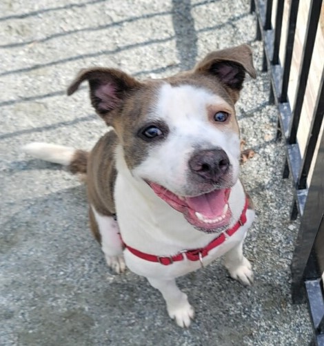 Rainy, Adoptable, Adult Female Pit Bull Terrier.