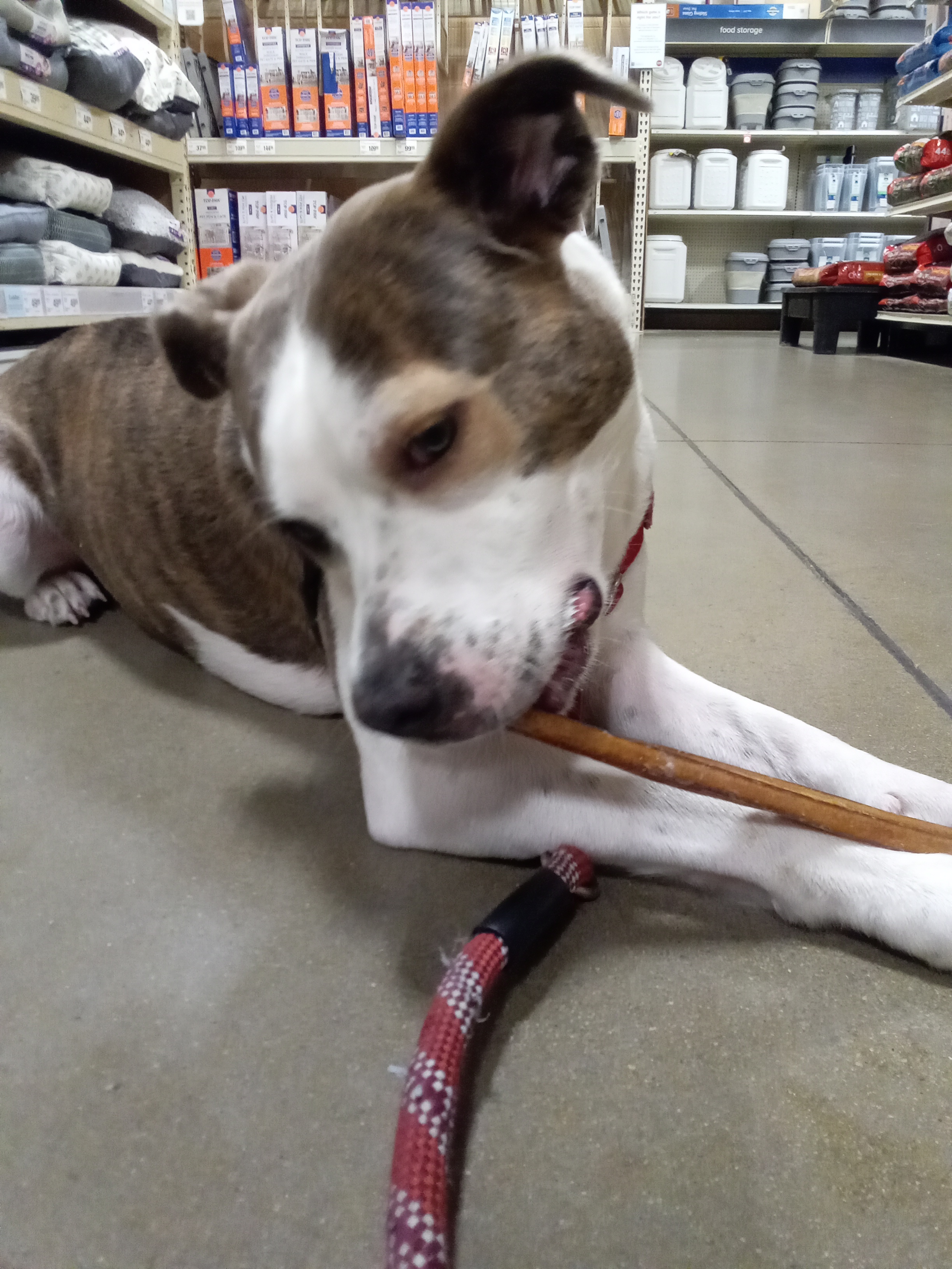 Rainy, a Adoptable mixed breed in High Point, NC image 3/6